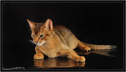 Абиссинский кот Вязка Питомник абиссинских кошек sunnybunny.by #sb